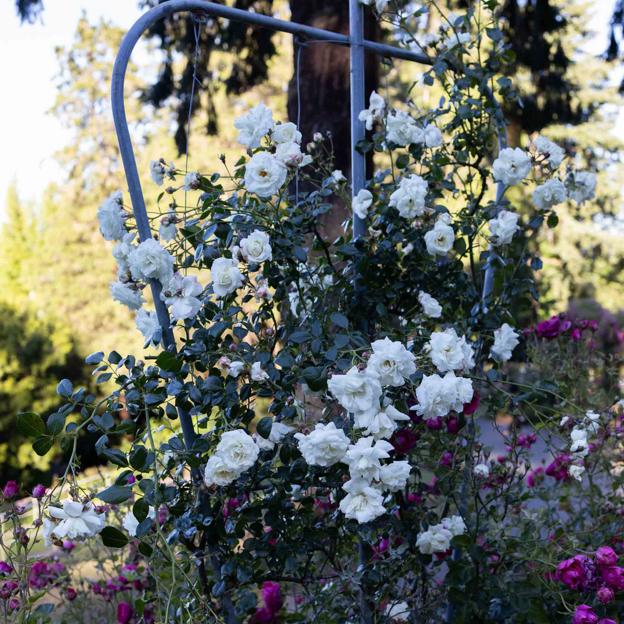 White Dawn®