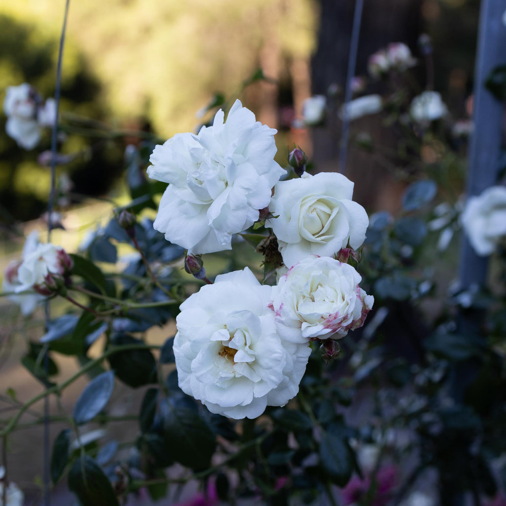 White Dawn®