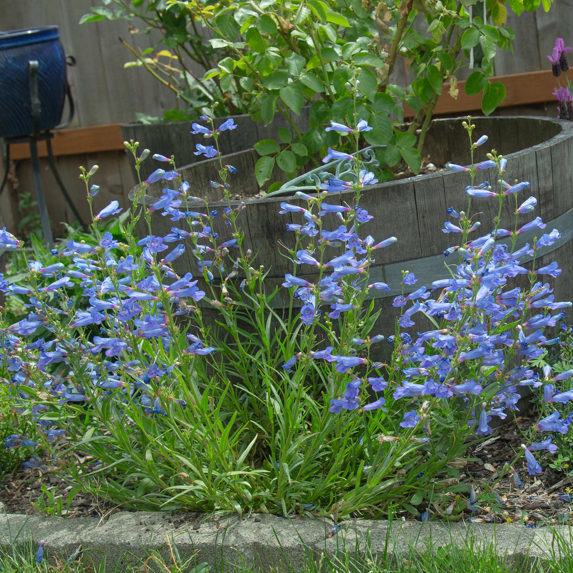 Electric Blue