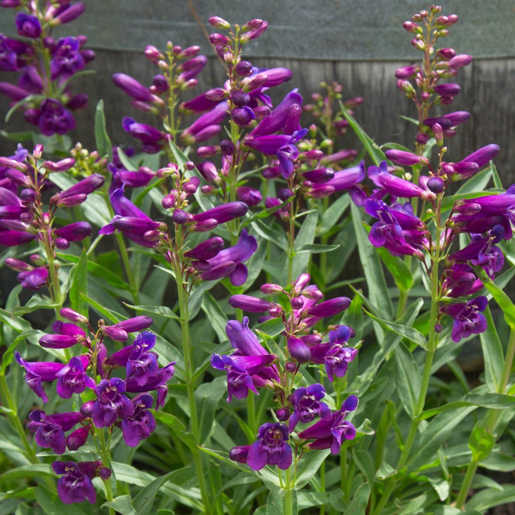 Pristine Lilac Purple Penstemon