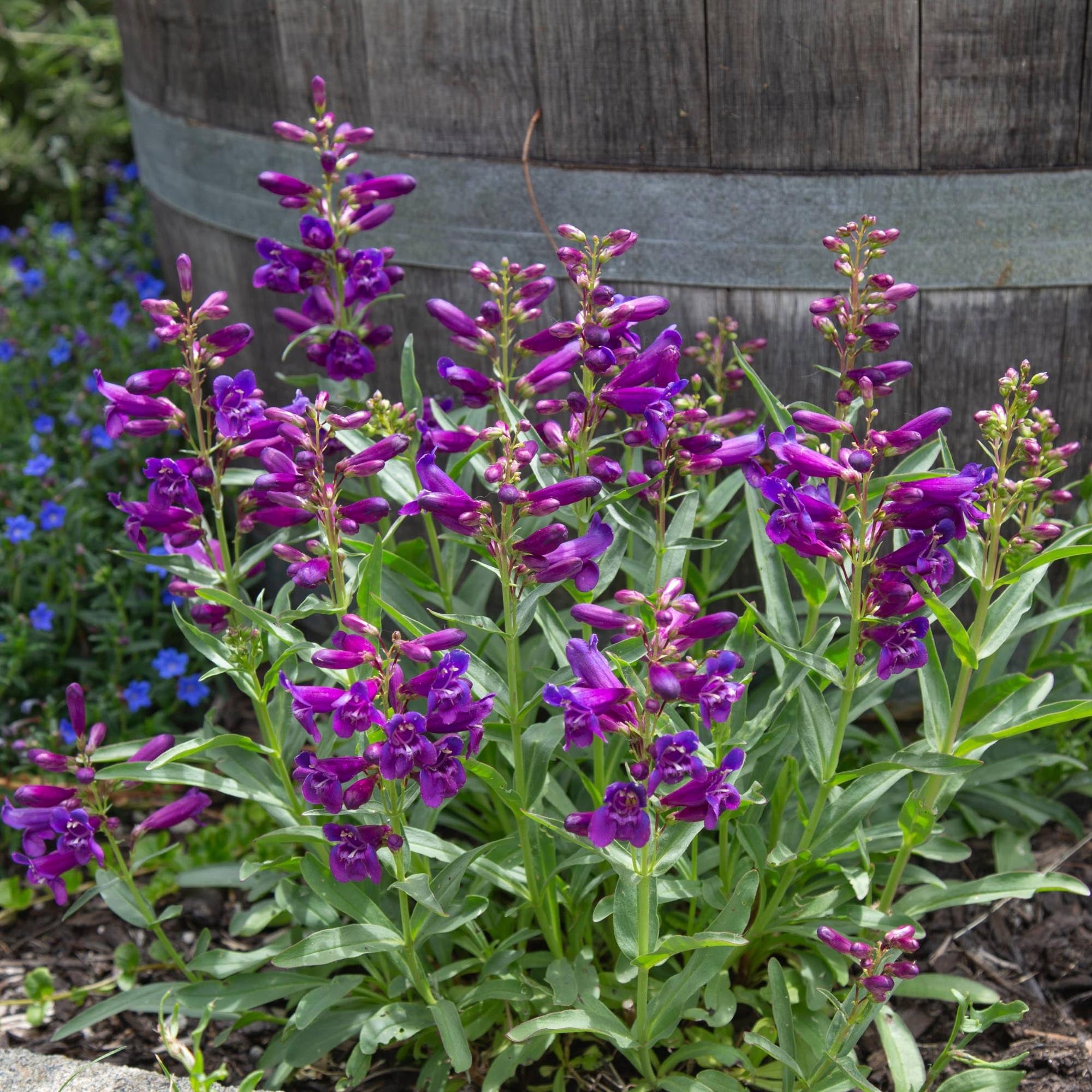 Pristine Lilac Purple Penstemon