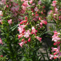 Penstemon Flock of Flamingos