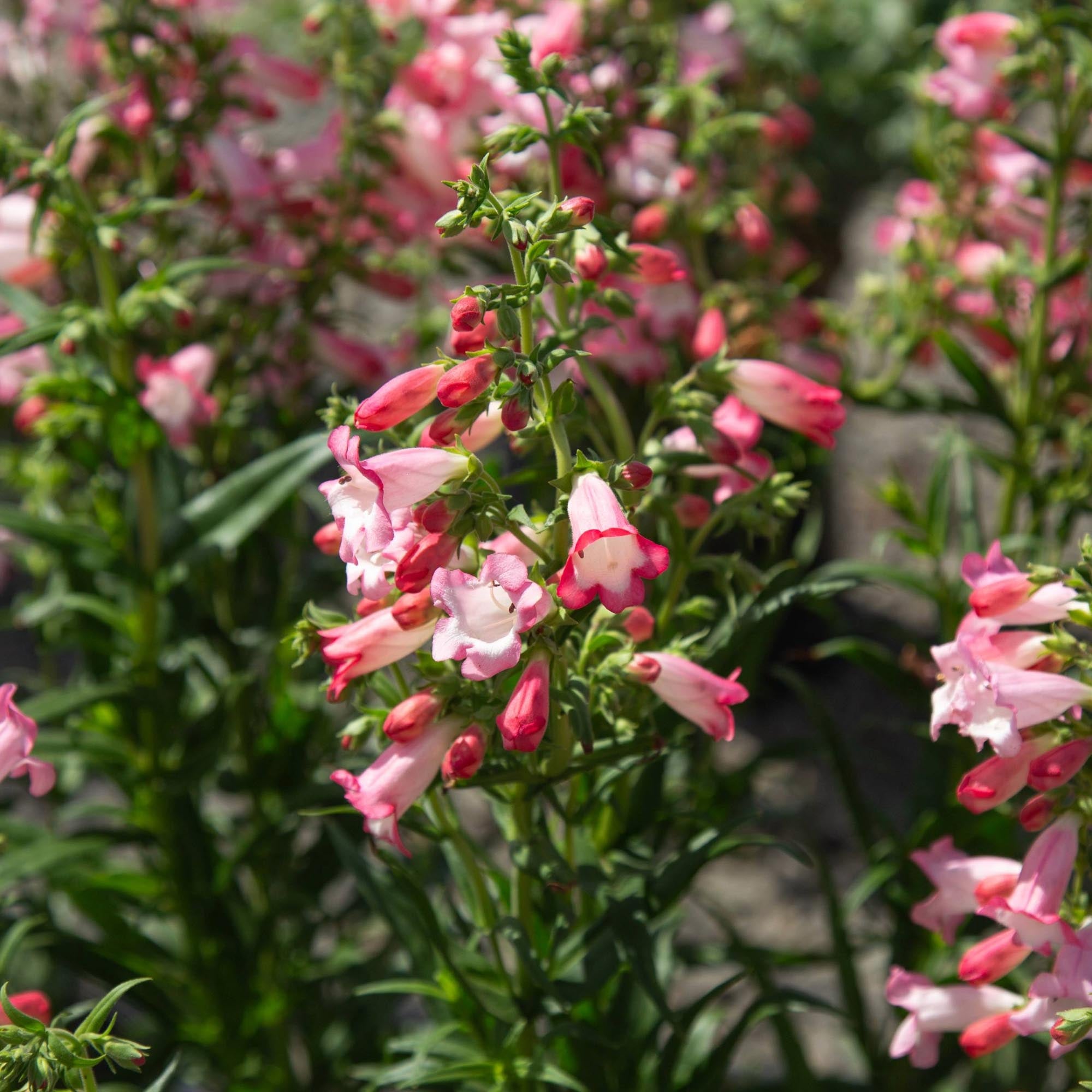 Penstemon Flock of Flamingos