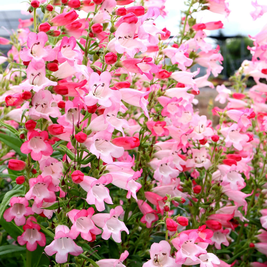 Penstemon Flock of Flamingos