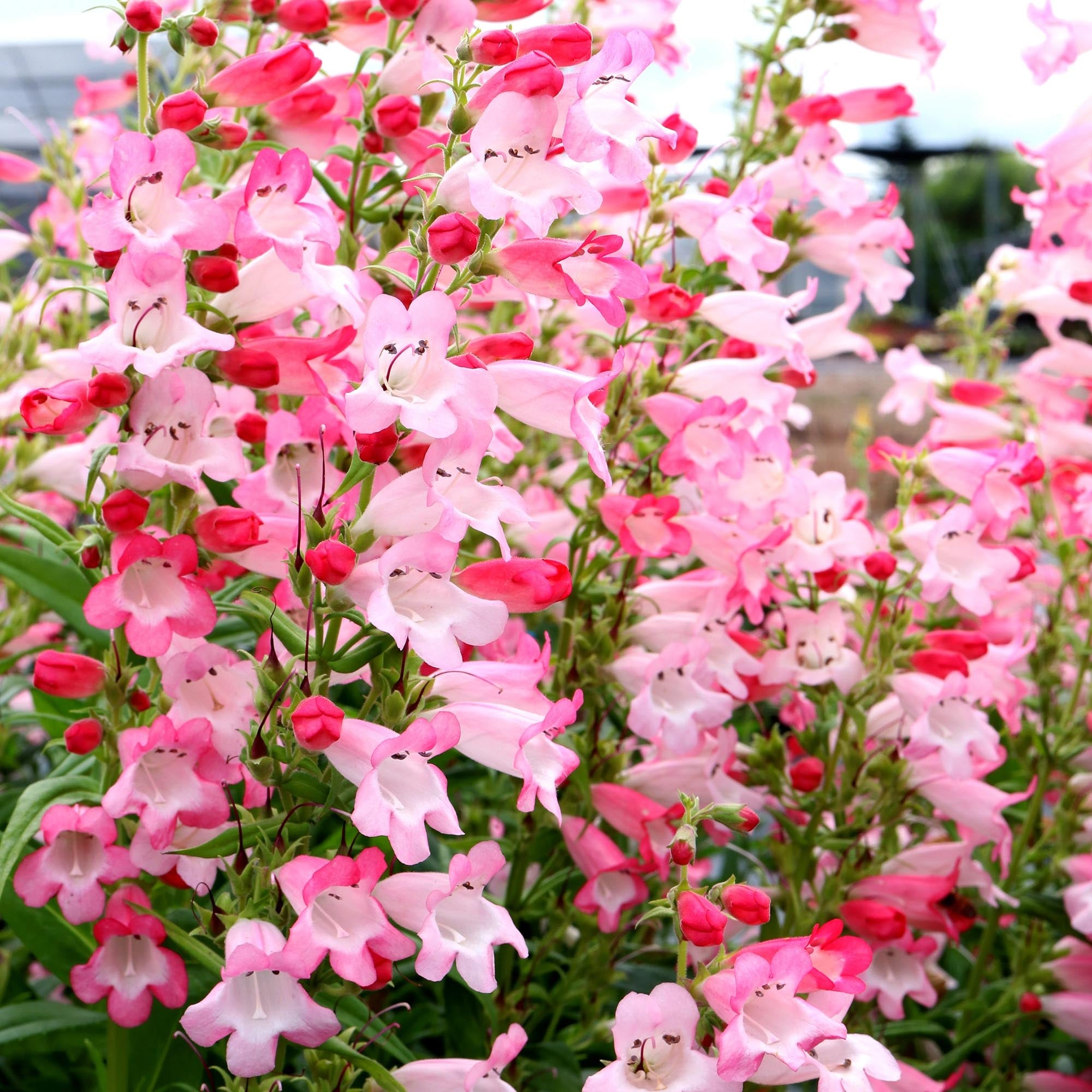 Penstemon Flock of Flamingos
