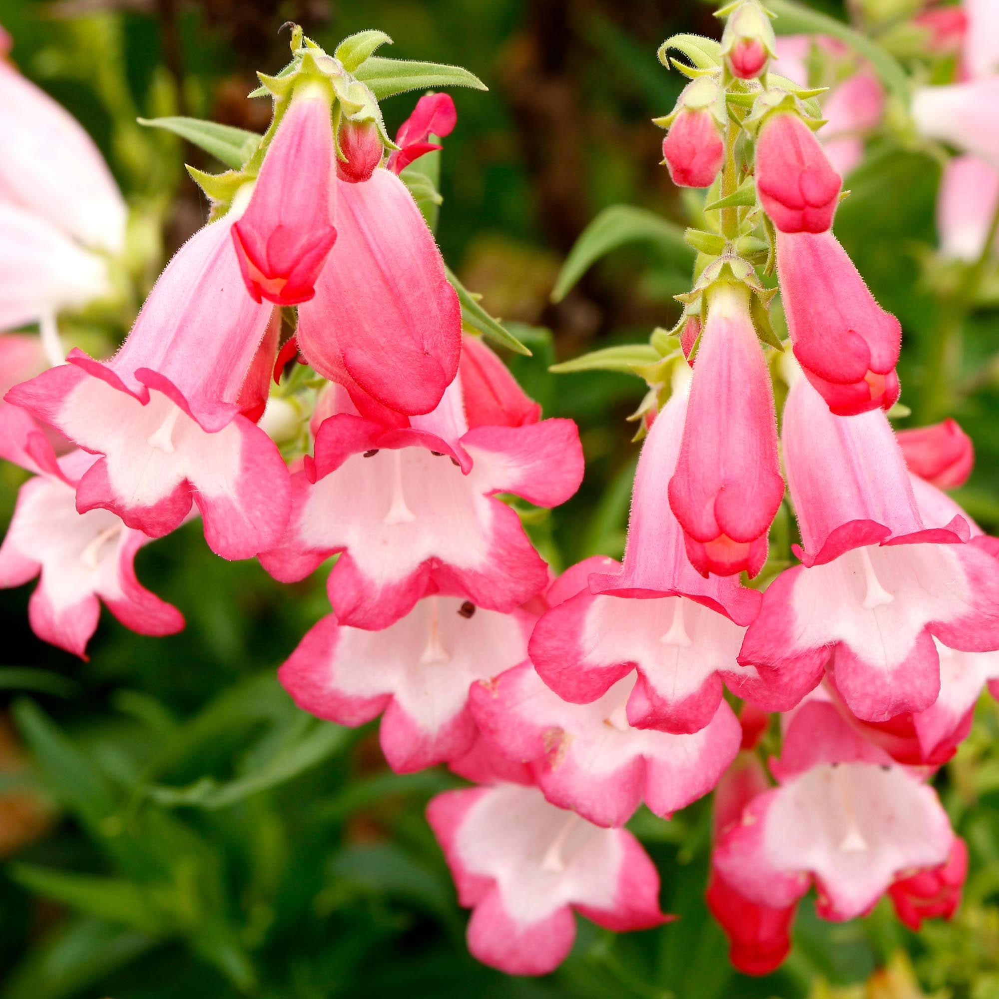 Penstemon Flock of Flamingos