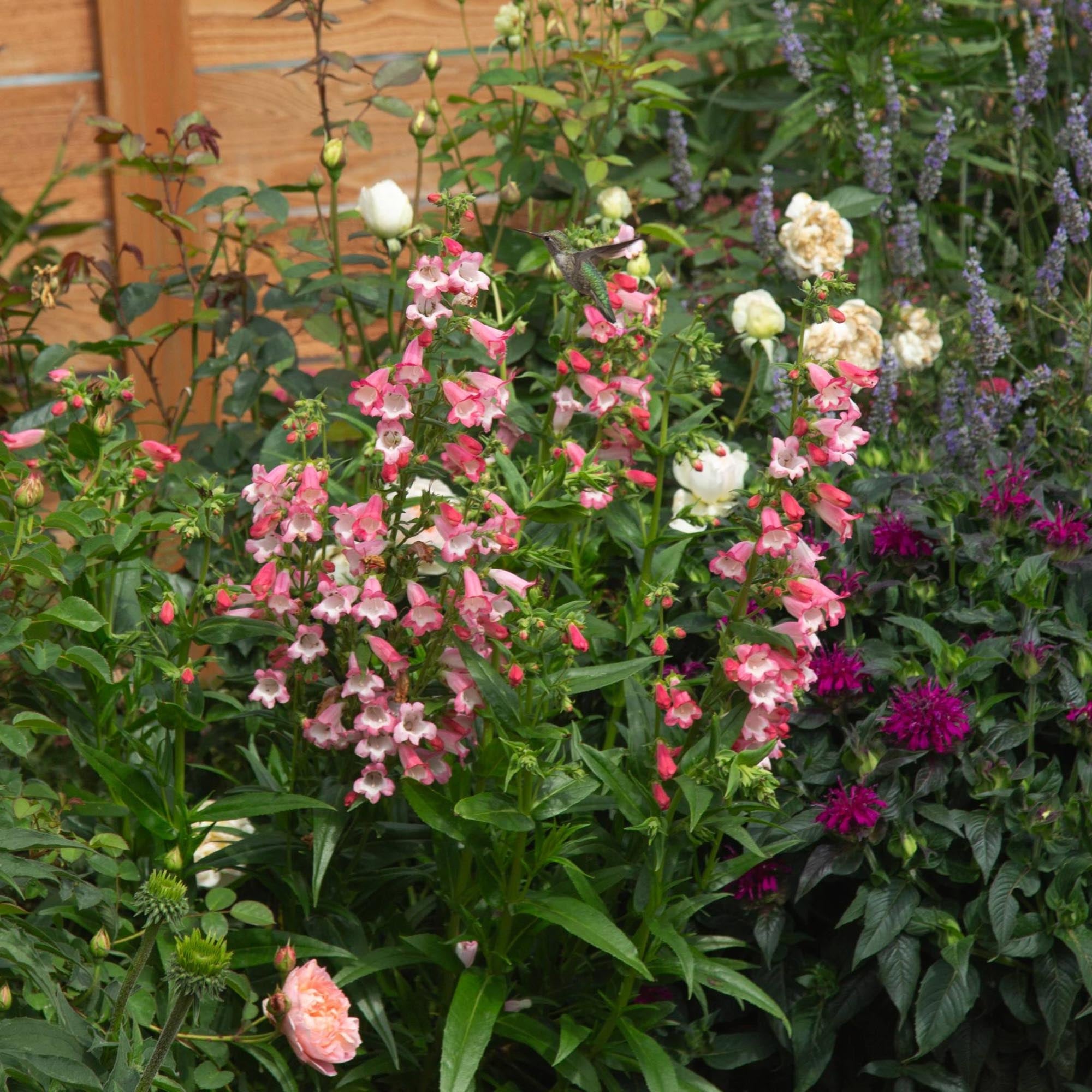 Penstemon Flock of Flamingos