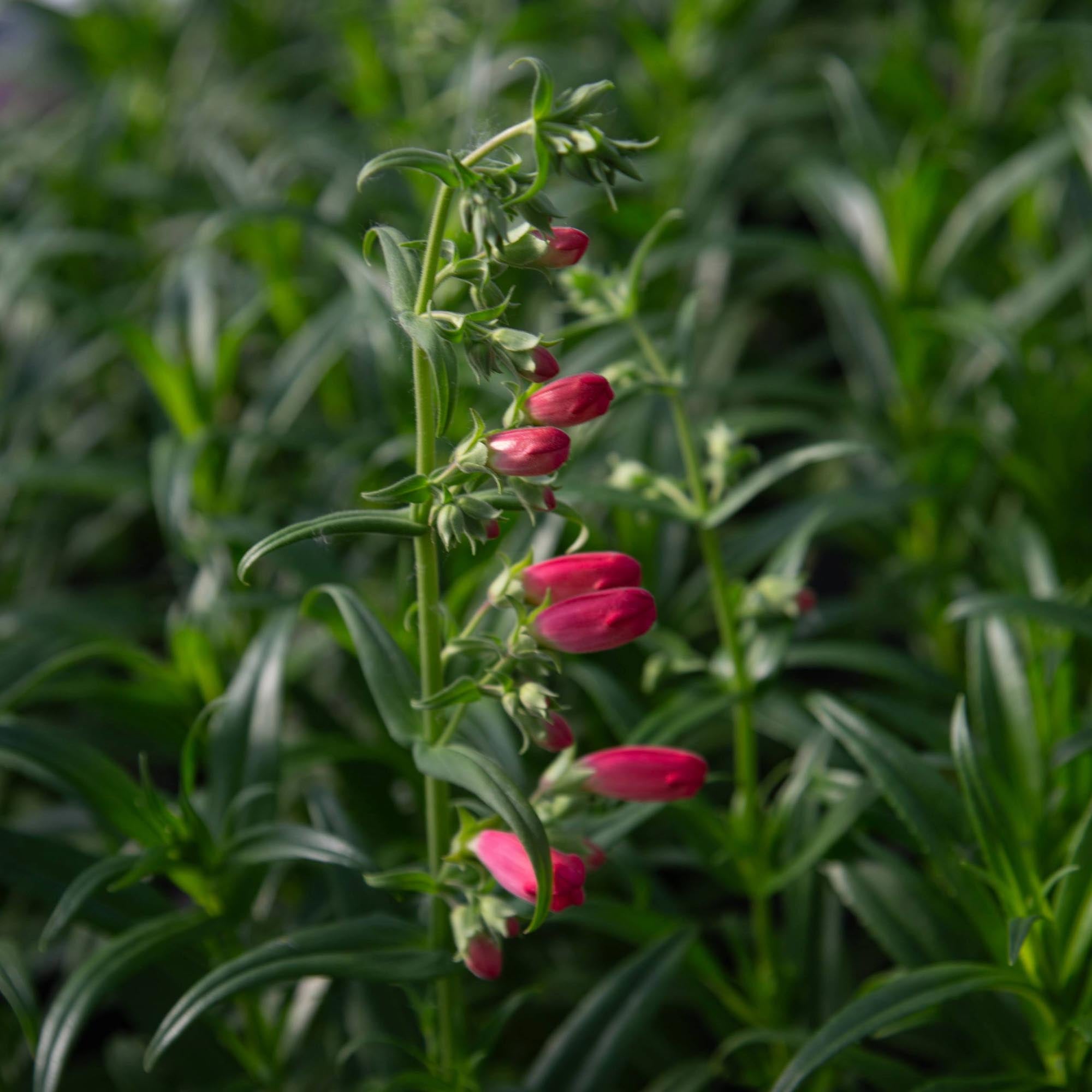 Penstemon Flock of Flamingos