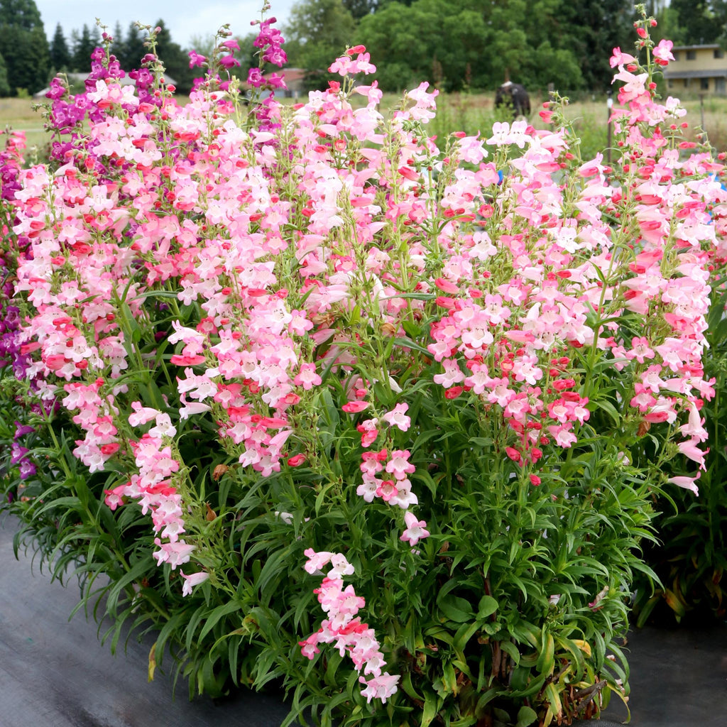 Penstemon Flock of Flamingos
