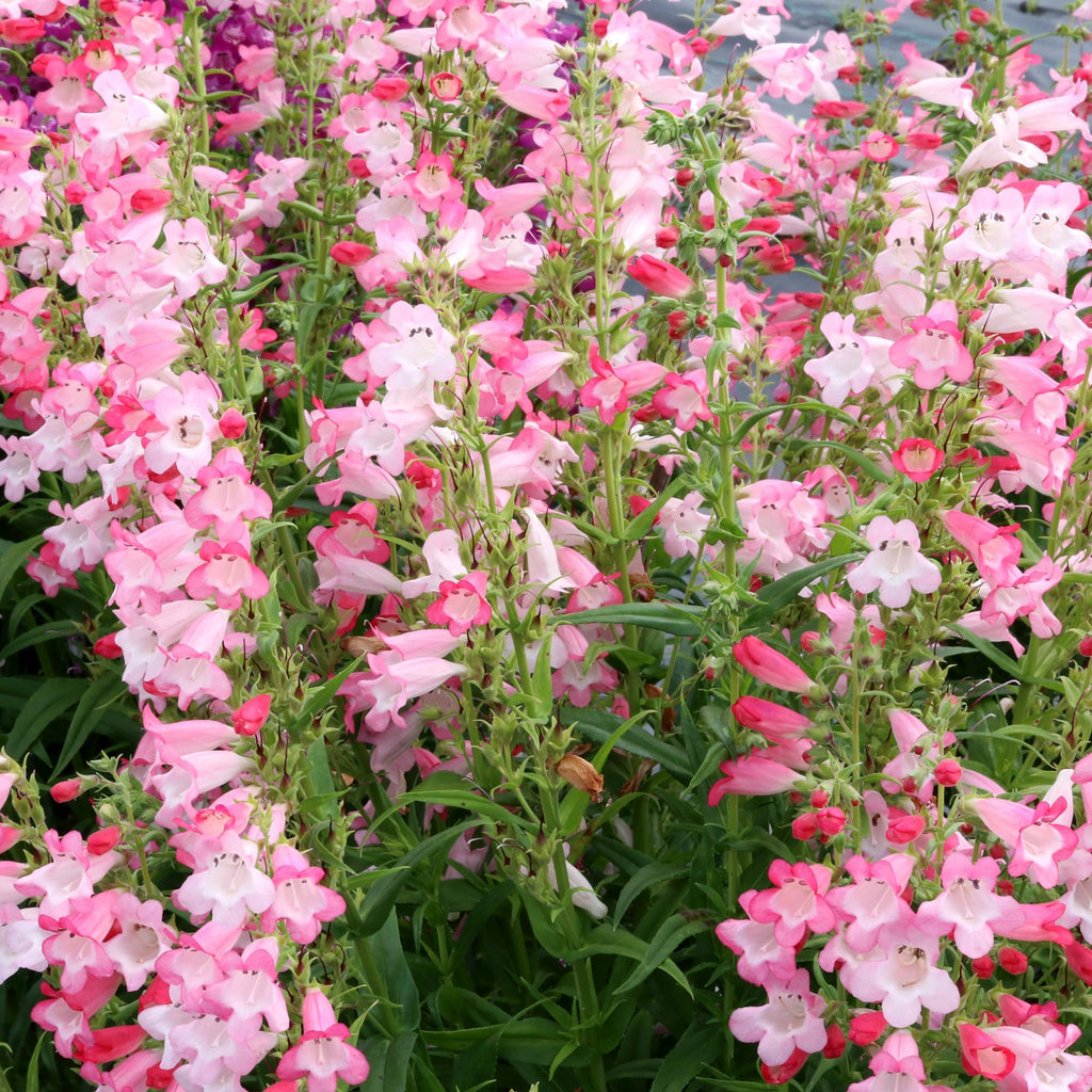 Penstemon Flock of Flamingos
