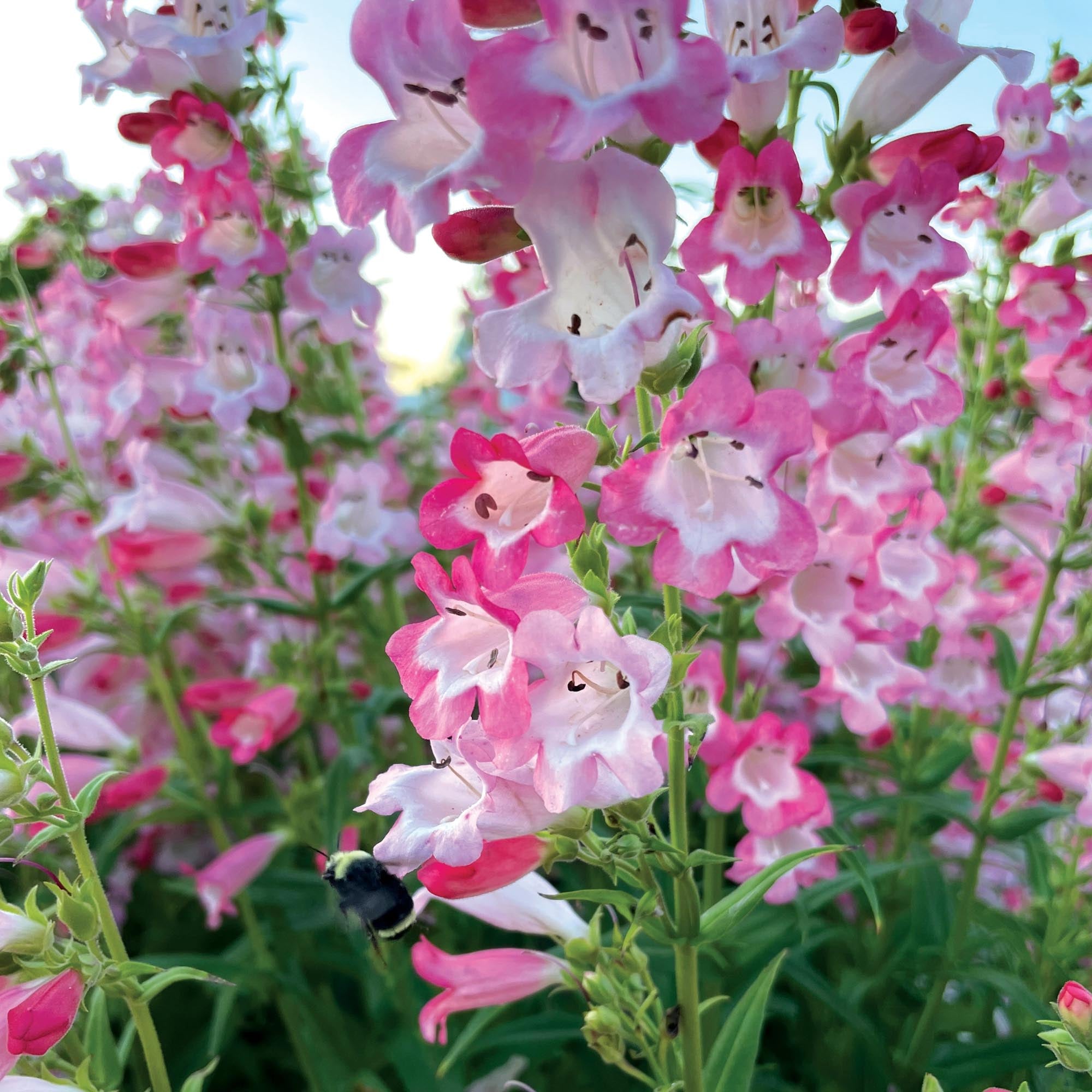 Penstemon Flock of Flamingos