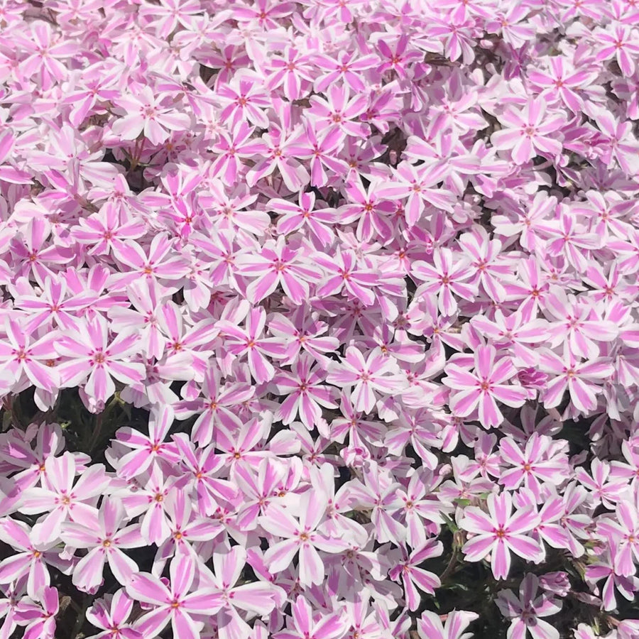 Candy Stripe Phlox