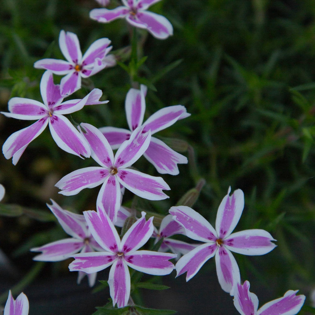 Candy Stripe Phlox