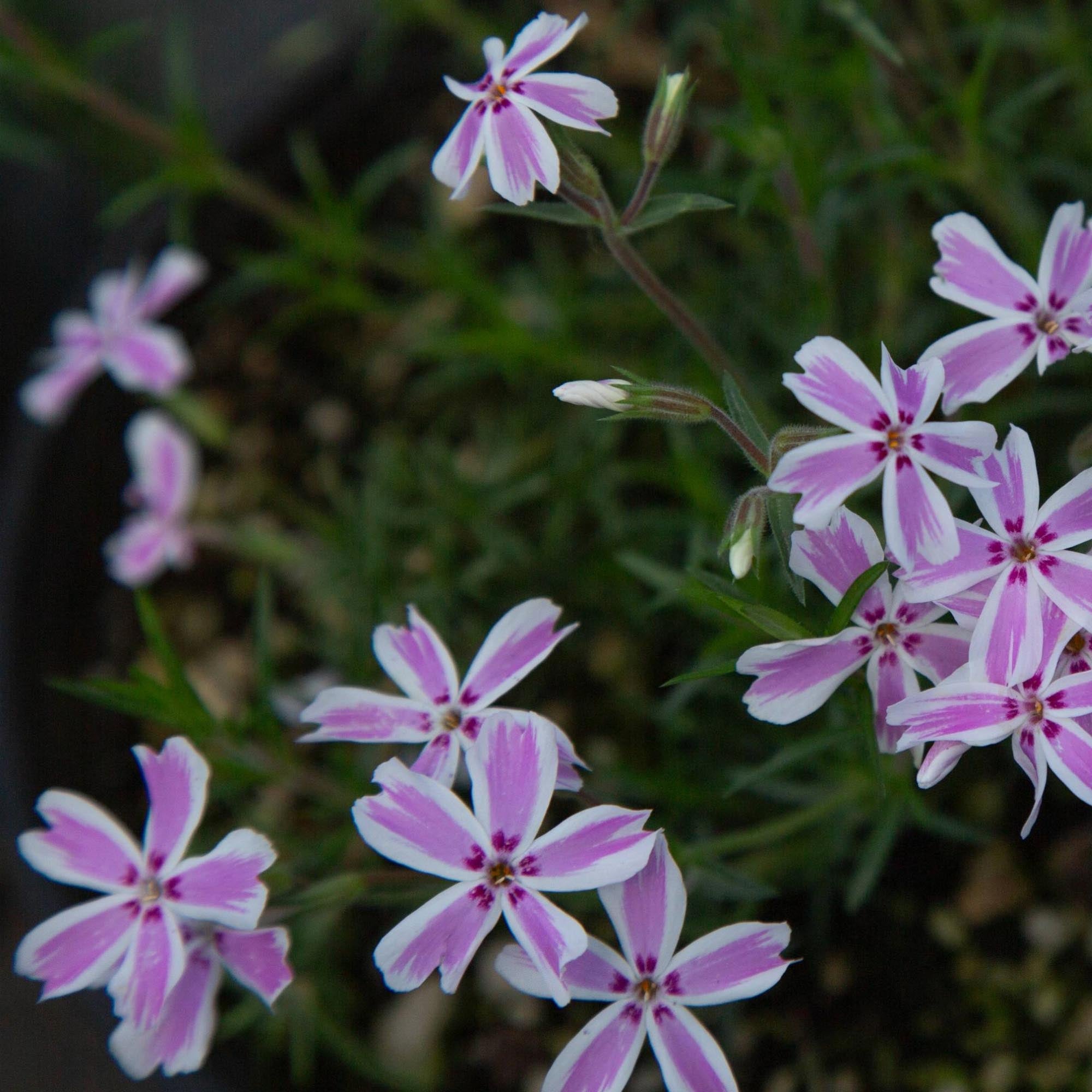 Candy Stripe Phlox