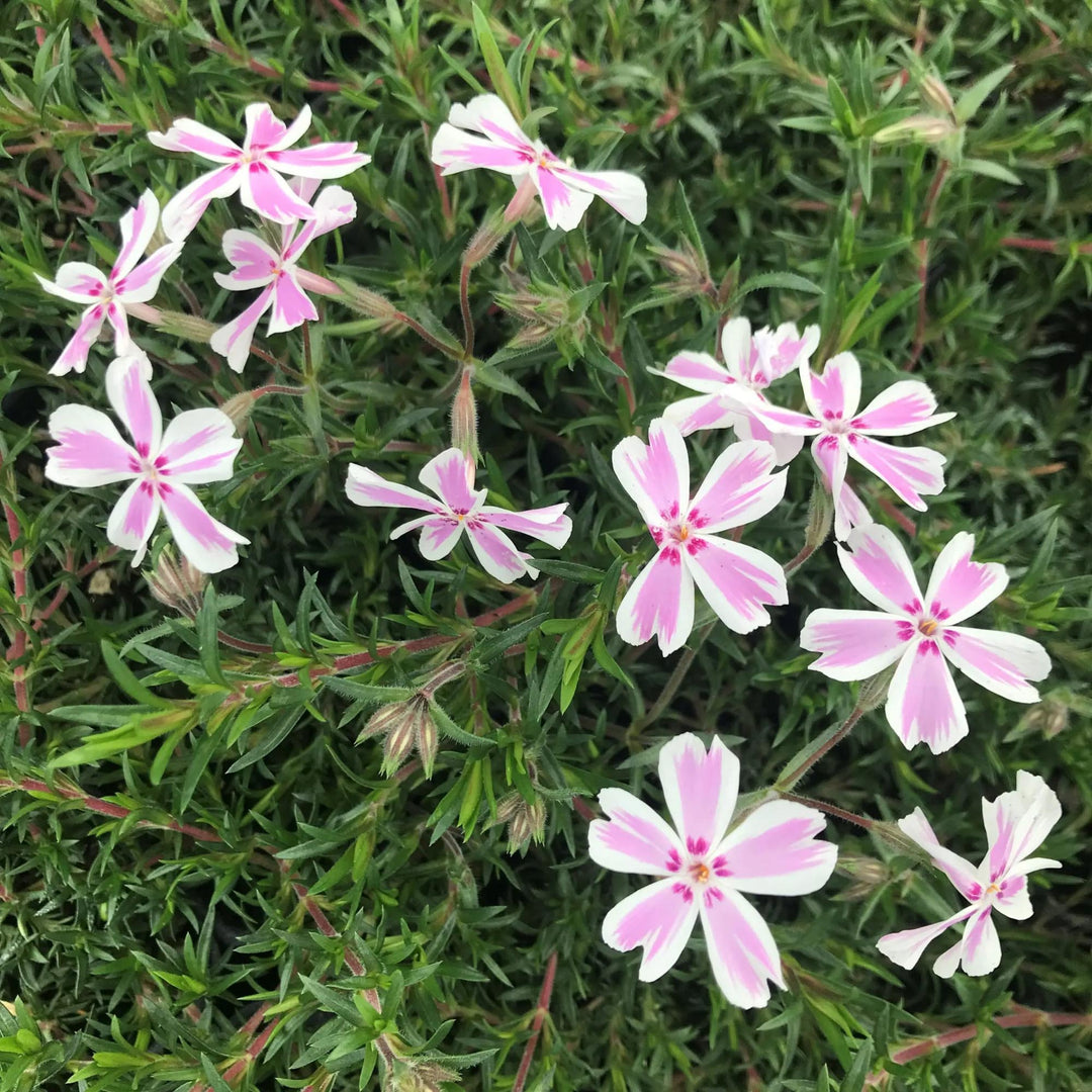 Candy Stripe Phlox