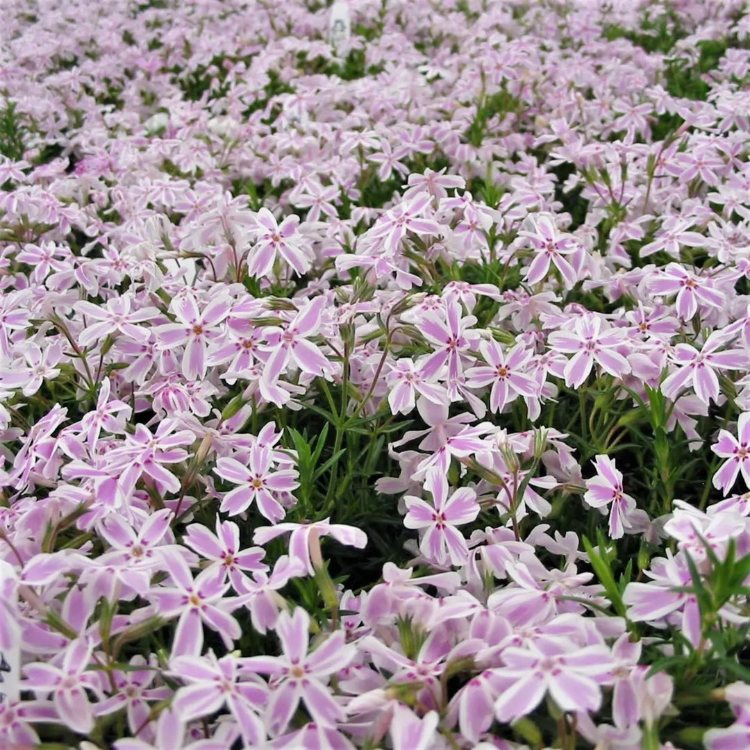 Candy Stripe Phlox