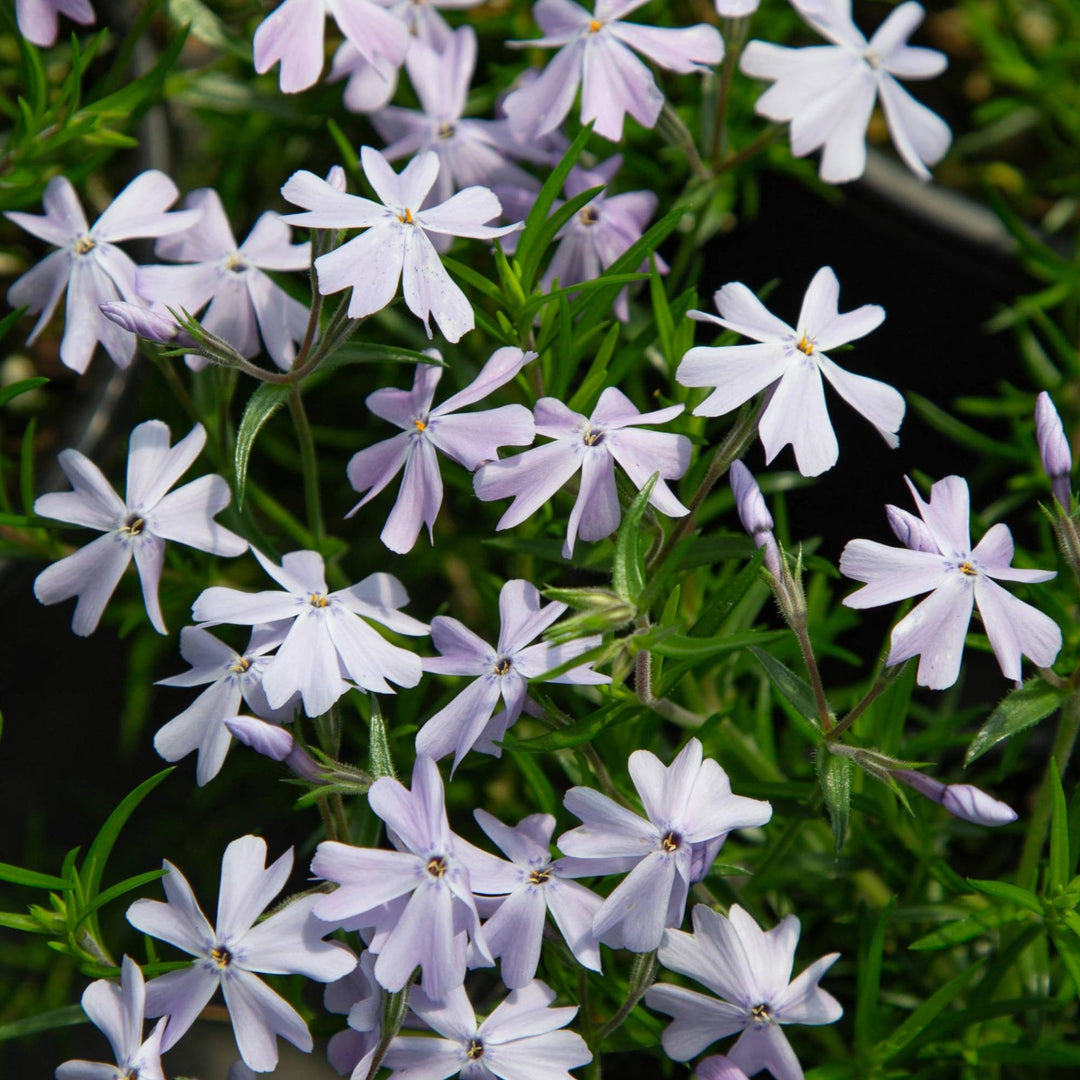 Emerald Blue Phlox