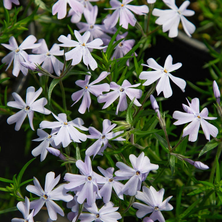 Emerald Blue Phlox