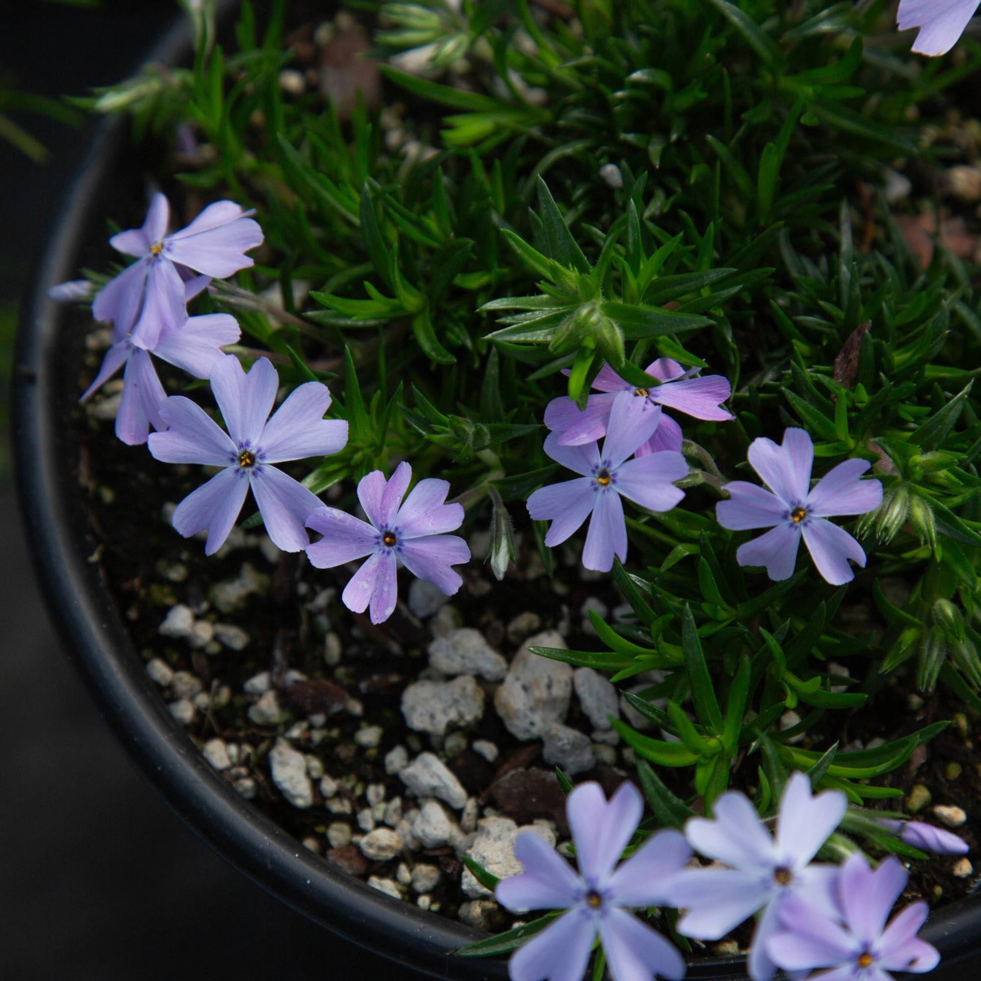 Emerald Blue Phlox