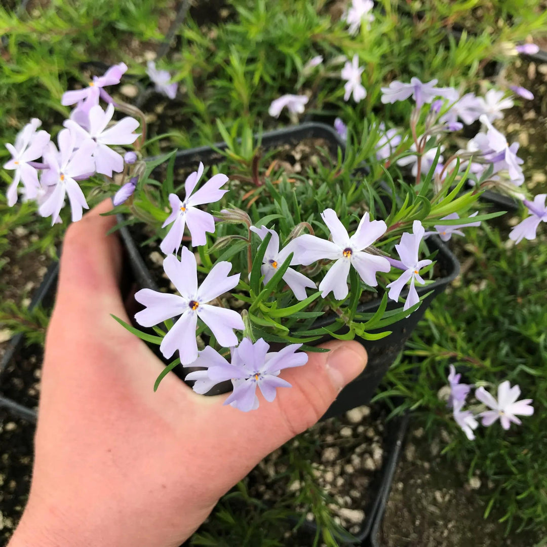 Emerald Blue Phlox