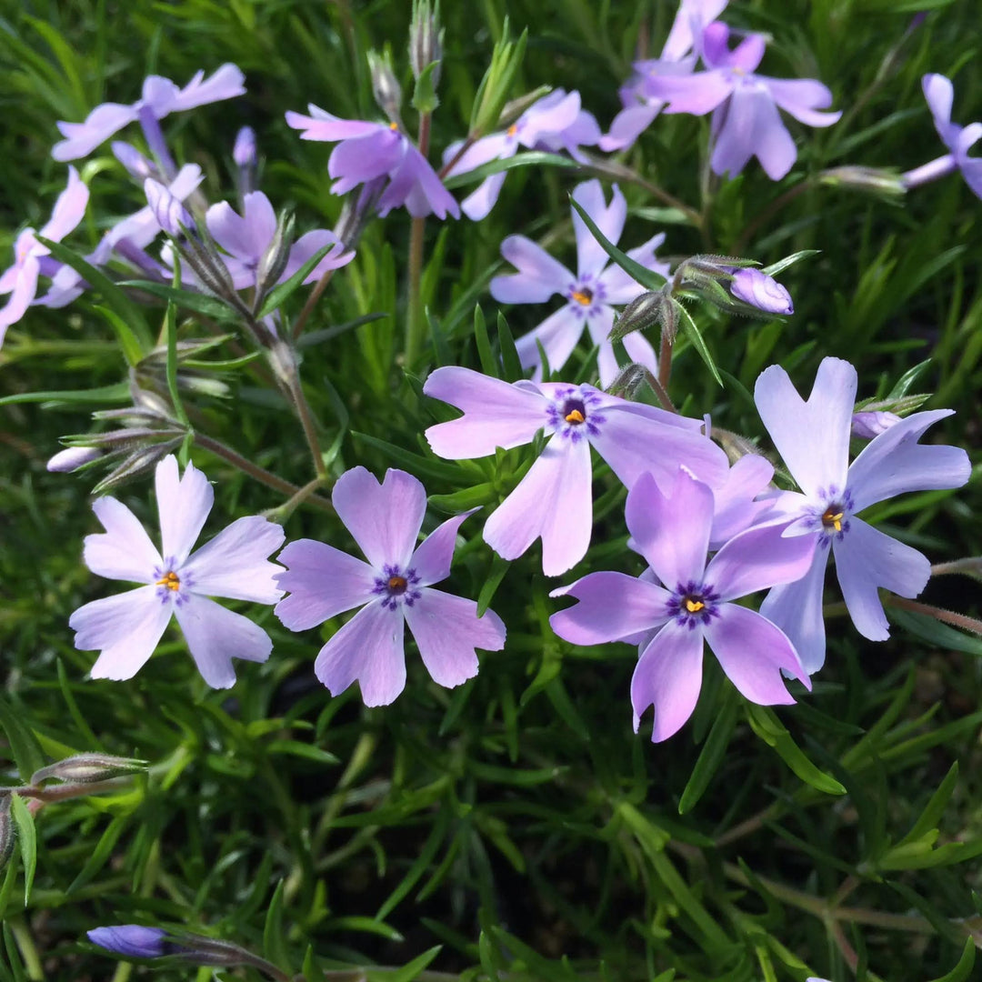 Emerald Blue Phlox