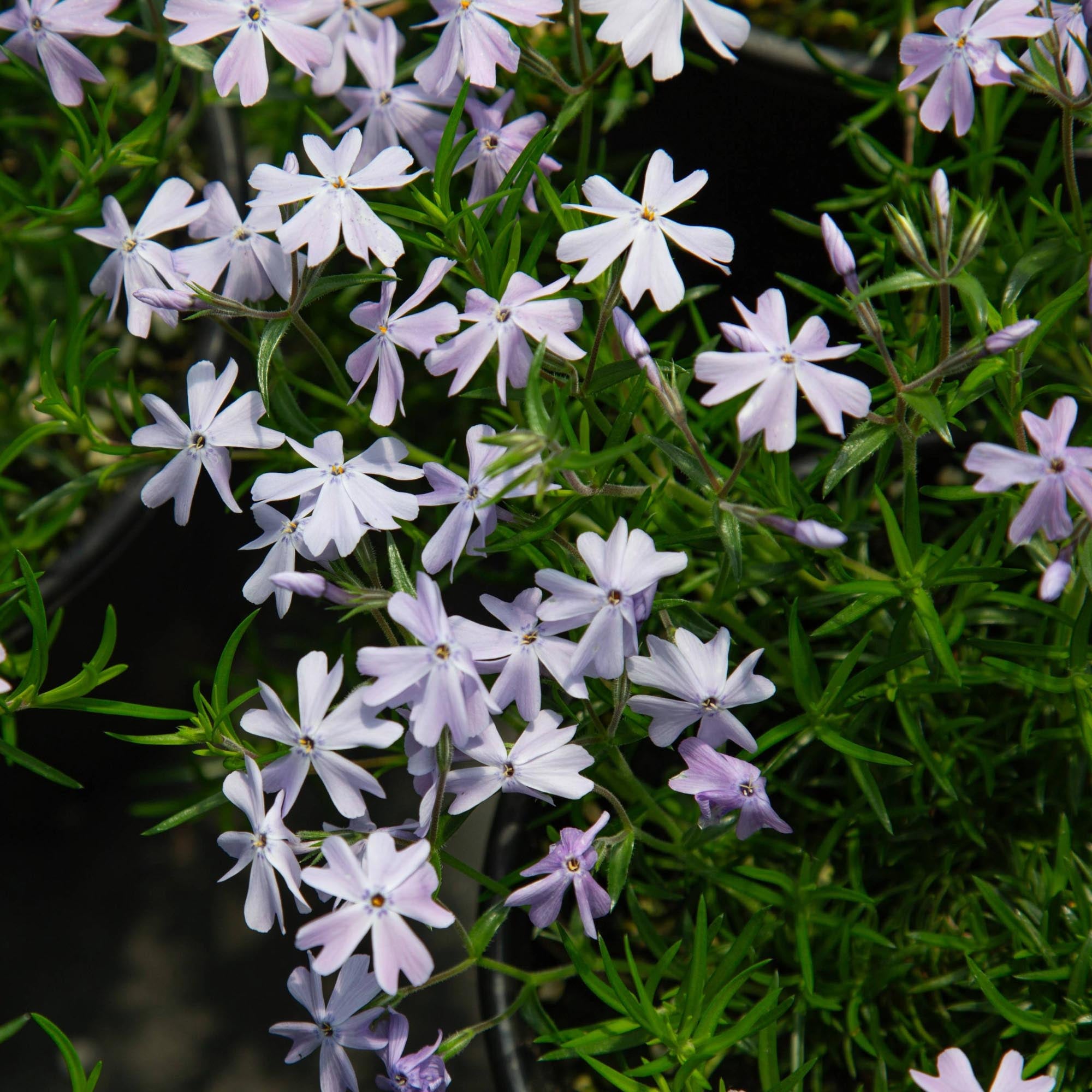 Emerald Blue Phlox