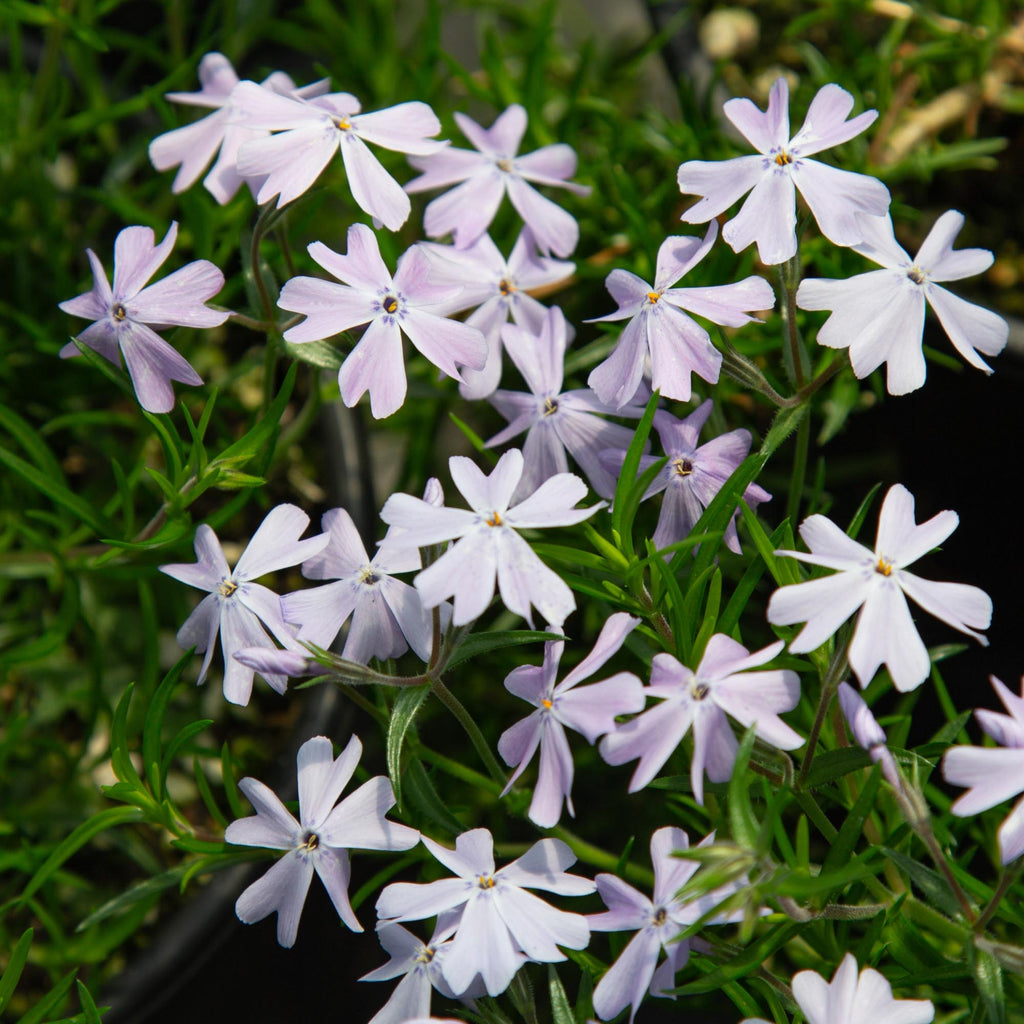 Emerald Blue Phlox