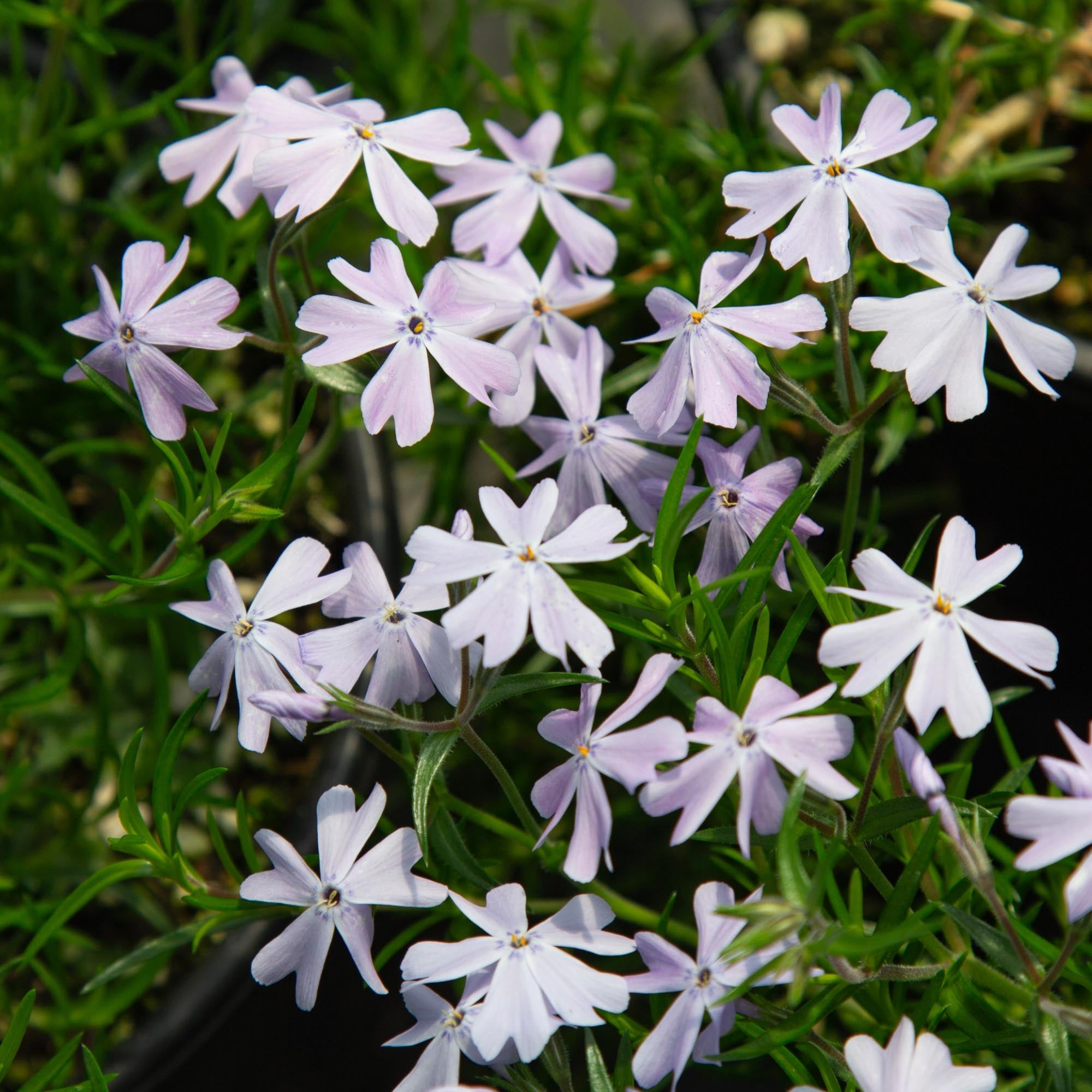 Emerald Blue Phlox