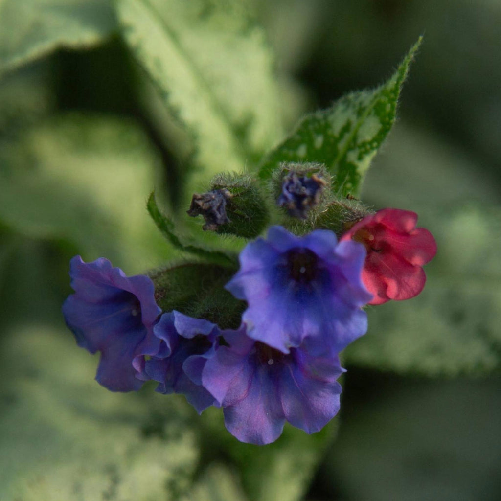 Pulmonaria Silver Scimitar