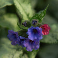 Pulmonaria Silver Scimitar