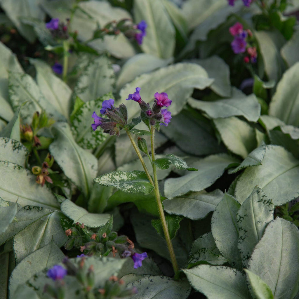 Pulmonaria Silver Scimitar