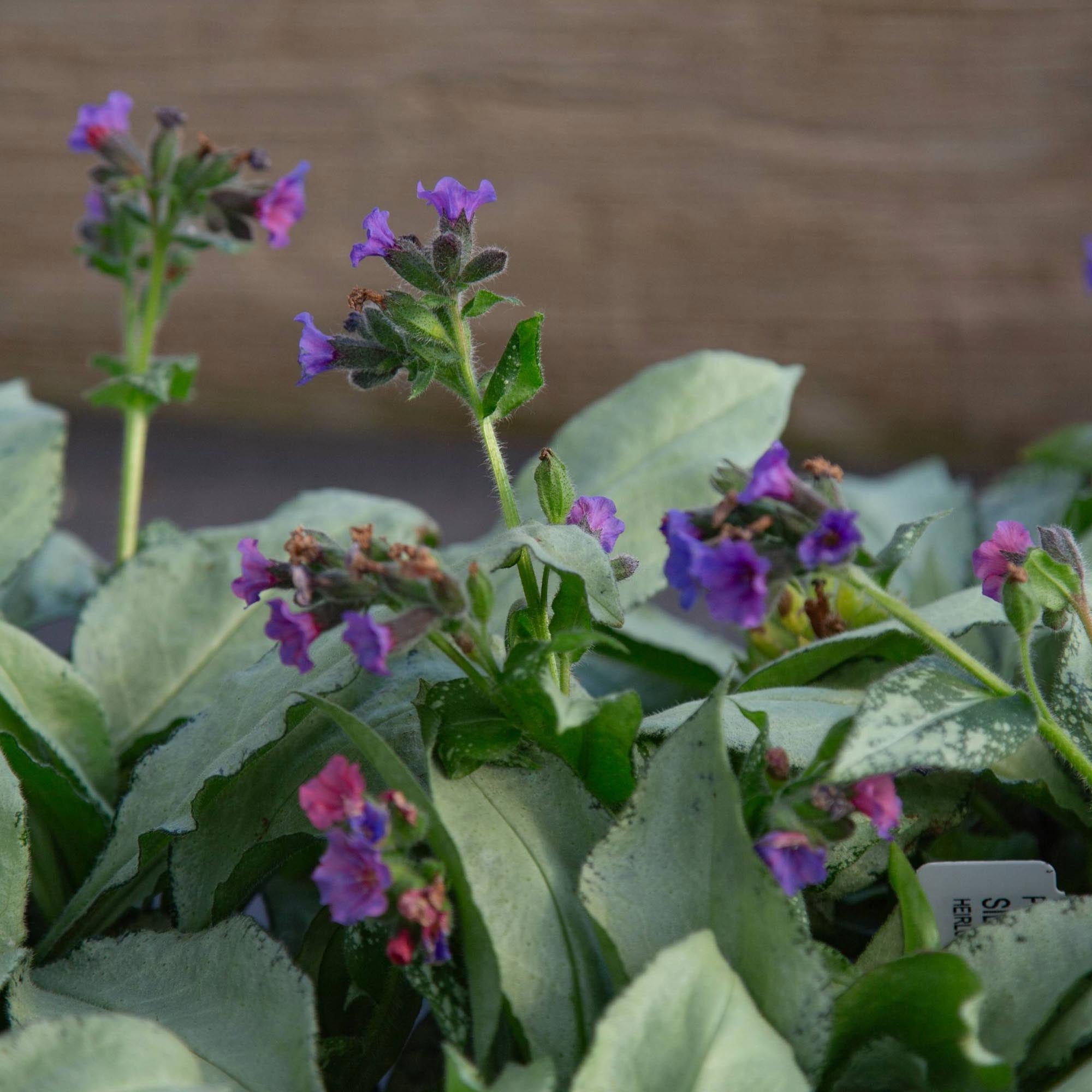 Pulmonaria Silver Scimitar