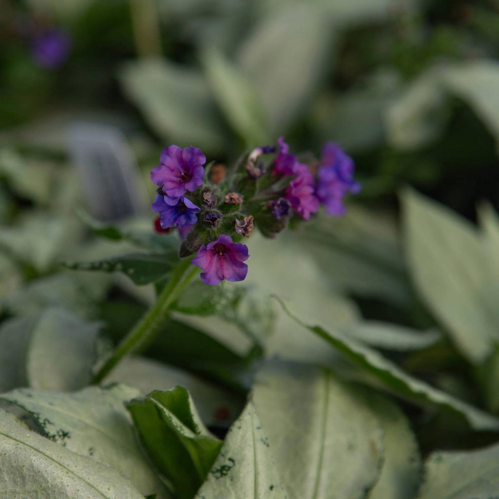 Pulmonaria Silver Scimitar