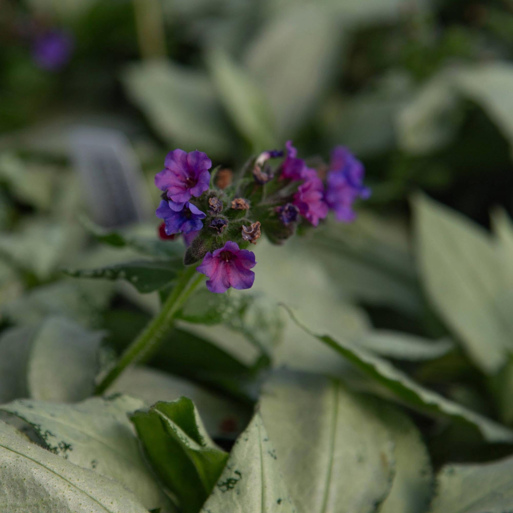 Pulmonaria Silver Scimitar