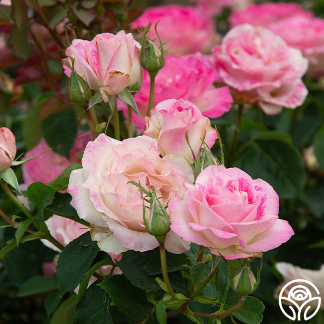 Painted Porcelain™ – Heirloom Roses