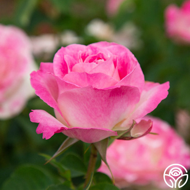 趣味・スポーツ・実用 Porcelain Painting A Passion for Roses 趣味・スポーツ・実用 Porcelain Painting A Passion for Roses