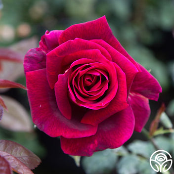  Papa Meilland Hybrid Tea Rose 