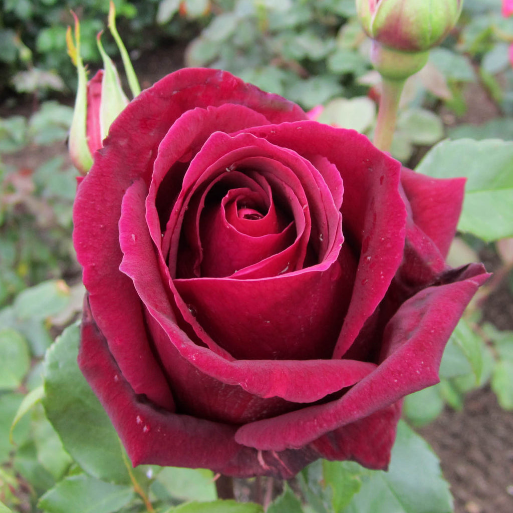 Papa Meilland®