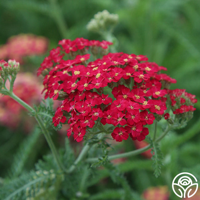 Yarrow