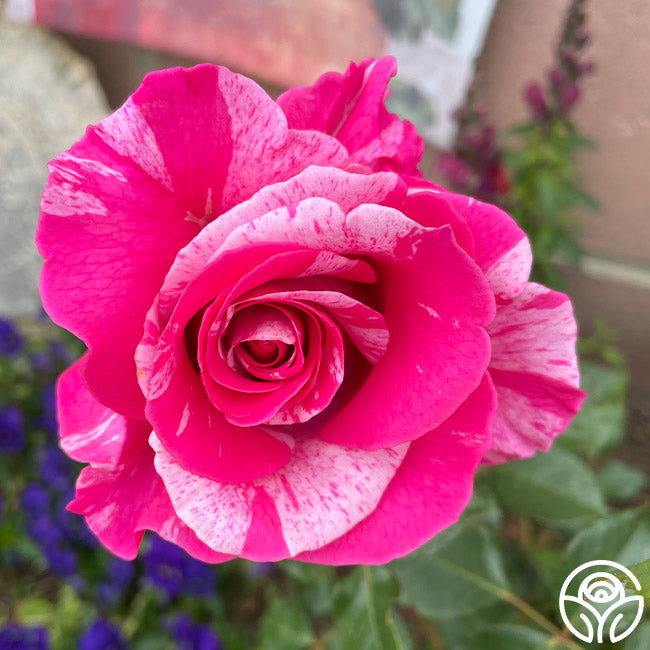 Parade Day™ – Heirloom Roses