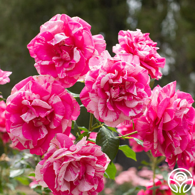 Parade Day™ – Heirloom Roses