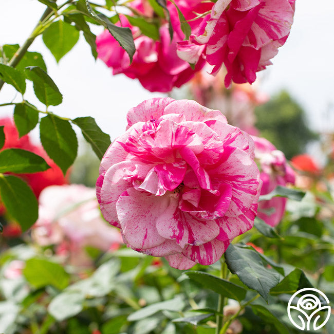 Parade Day™ – Heirloom Roses