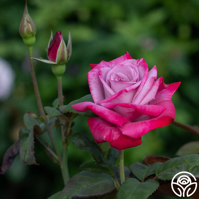 Rose Rose Antike Watch Japanese Florist Shrub Rose – Highgarden Roses
