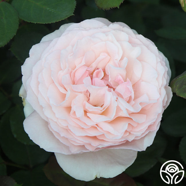 Parfuma Bliss Floribunda Rose | Pink Rose Bush Heirloom Parfuma Bliss Floribunda Rose | Pink Rose Bush Heirloom