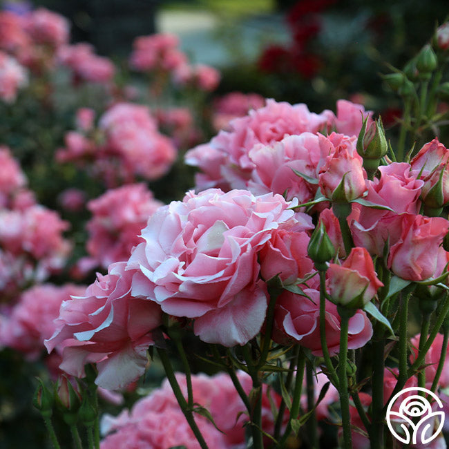 Paris de Yves St. Laurent Rose Hybrid Tea Lightly Fragrant Heirloom Roses