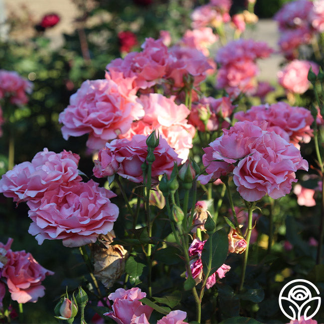 Paris de Yves St. Laurent Hybrid Tea Rose | Pink Rose Plant