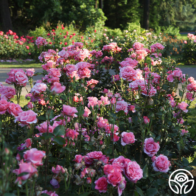Paris de Yves St. Laurent Hybrid Tea Rose | Pink Rose Plant