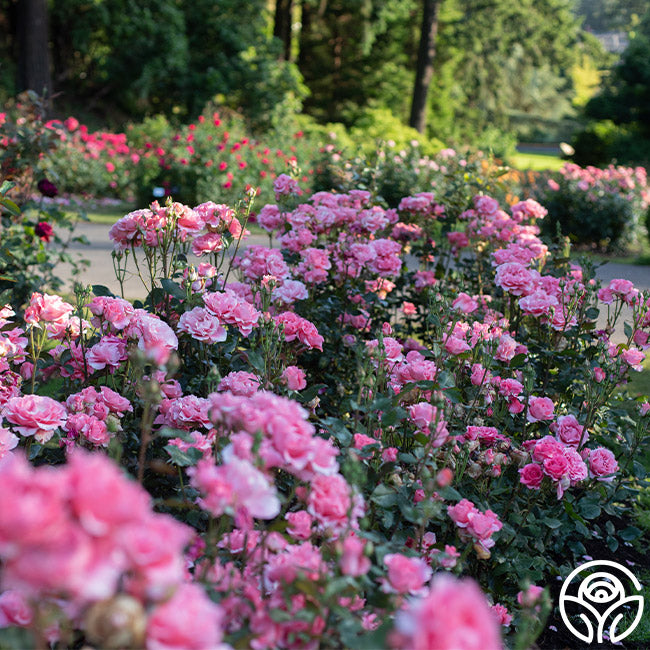 Paris de Yves St. Laurent Hybrid Tea Rose | Pink Rose Plant
