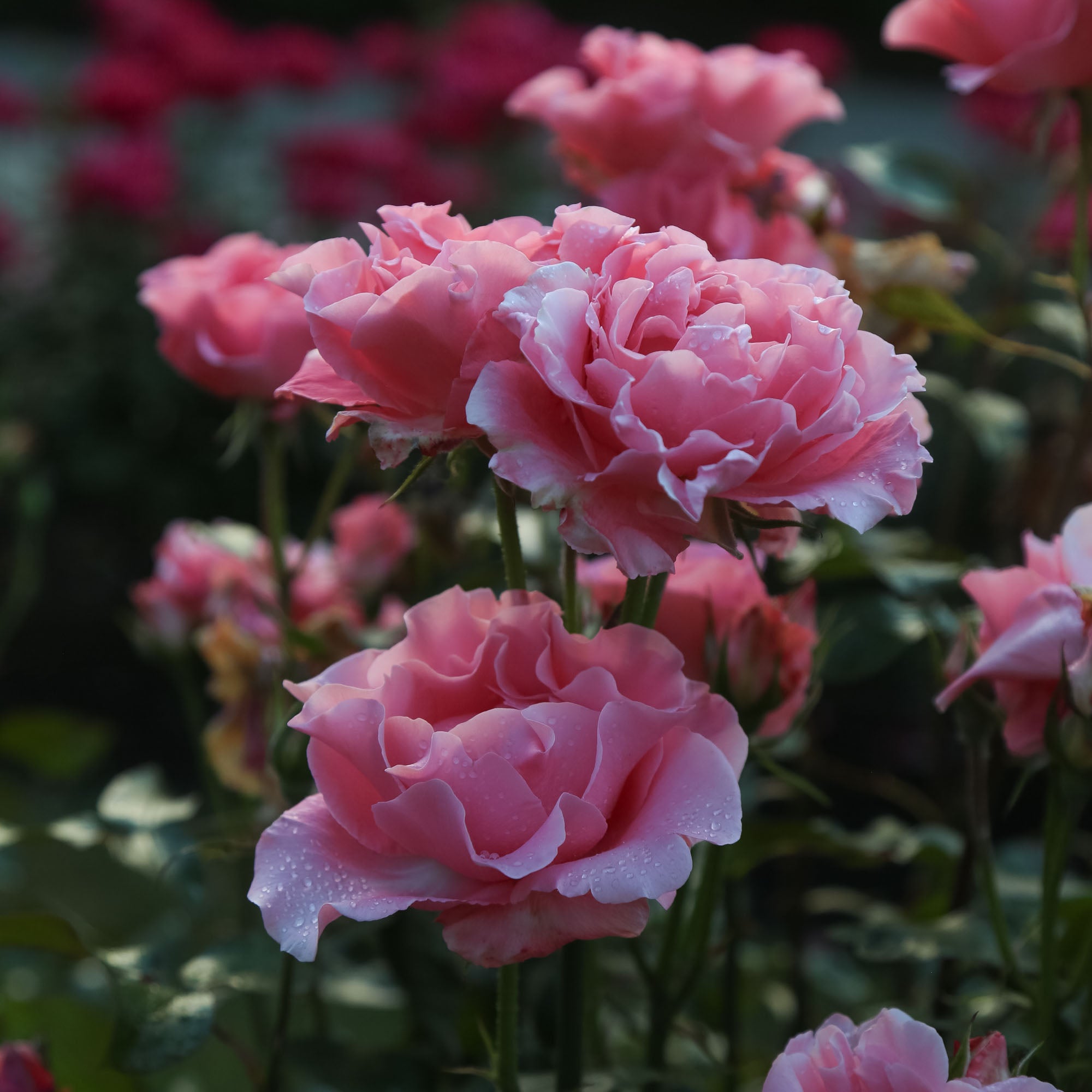 Paris de Yves St. Laurent Hybrid Tea Rose | Pink Rose Plant – Heirloom