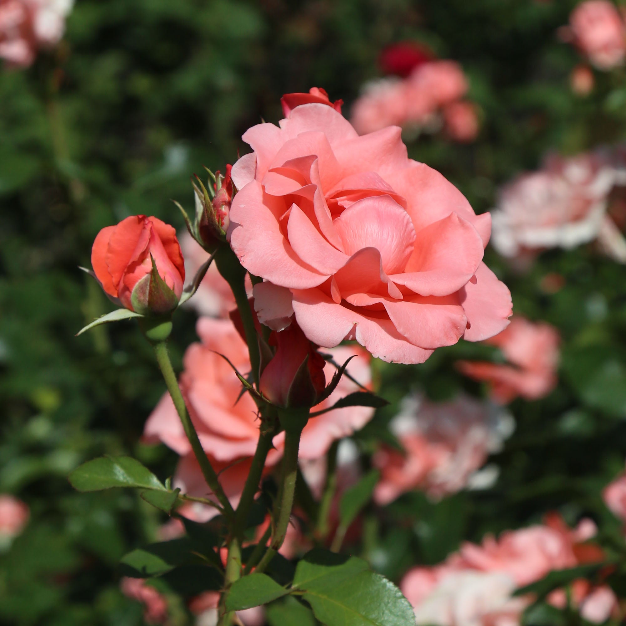 Paris de Yves St. Laurent Hybrid Tea Rose | Pink Rose Plant – Heirloom